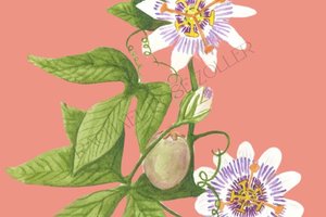 Passionflower Watercolor 5x7" Print