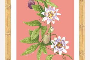 Passionflower Watercolor 5x7" Print