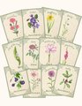 Months of the Year Flashcards Flowers Vintage Seed Packets Homeschool Preschool Kindergarten Nature School Flowers of the year