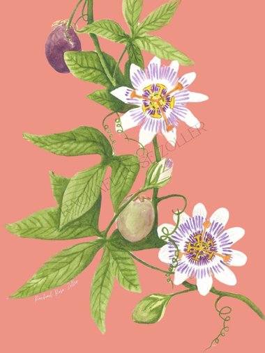Passionflower Watercolor 5x7" Print